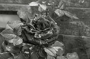 5 - CASTRENZE ARTALE - ROSA IN BLACK & WITHE